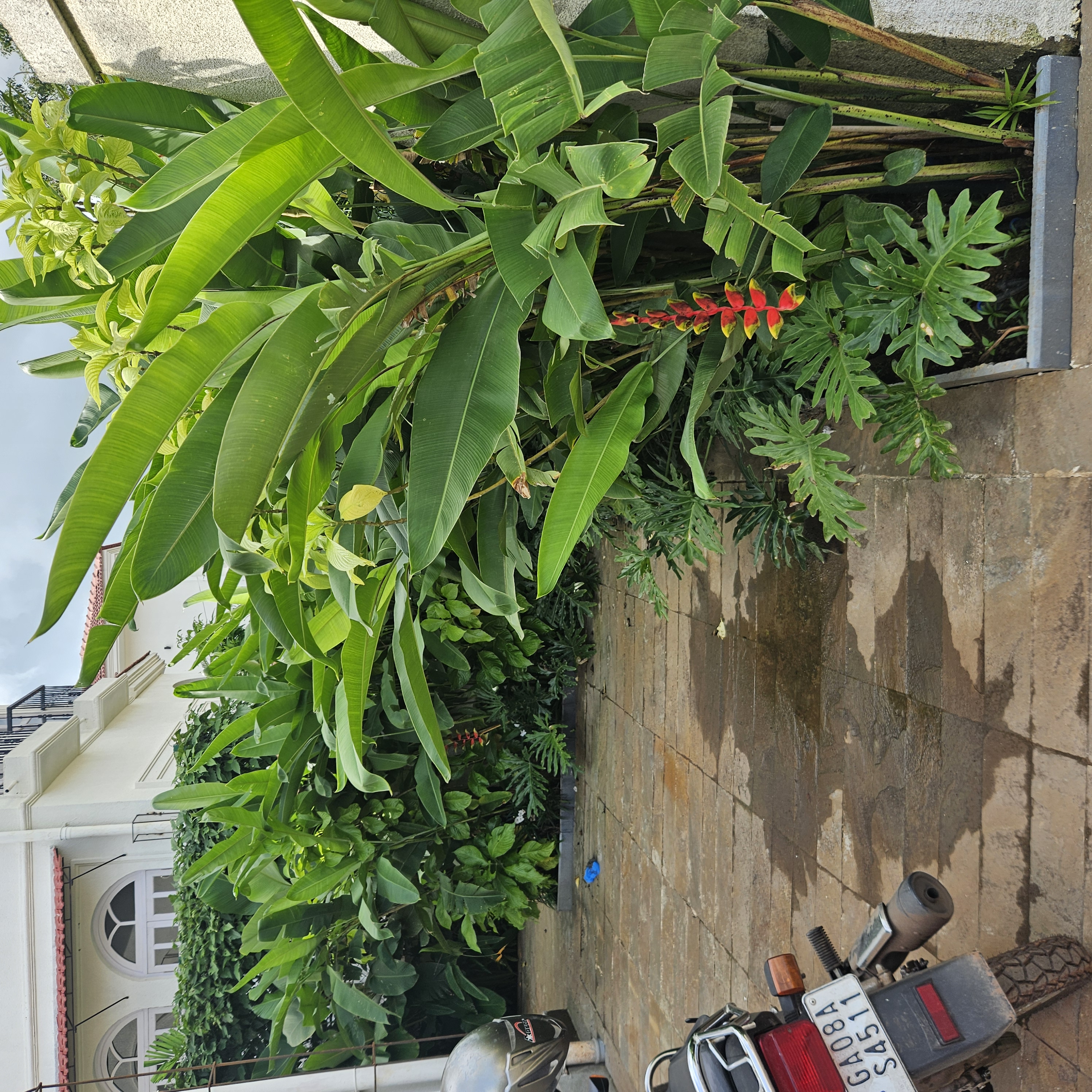 Tropical landscape design at Siolim Isprava villa with curated garden elements